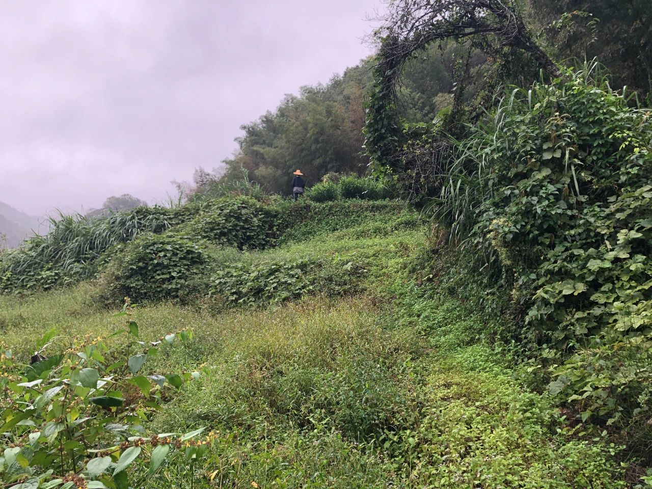 KB88凯时官网妄想 | 我司土地整治项目二次荣登央视，，，，，，荒地变良田，，，，，，智绘好丰景